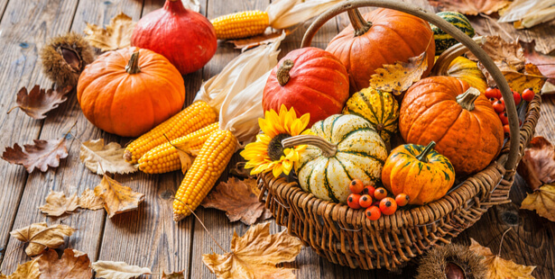 Citrouilles et courges : les raisons essentielles d&rsquo;éviter celles à l&rsquo;amertume prononcée