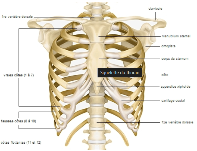 Comment reconnaître une fracture de côte : symptômes et conseils pratiques