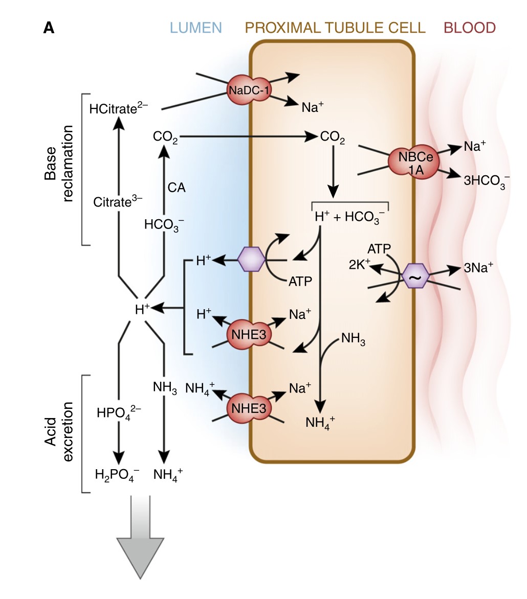Comprendre la diurèse osmotique : mécanismes et implications cliniques