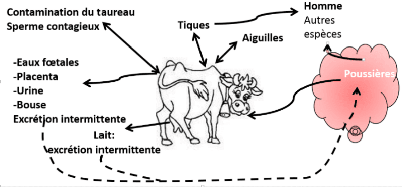 Comprendre pourquoi la fièvre provoque une élévation de la température corporelle